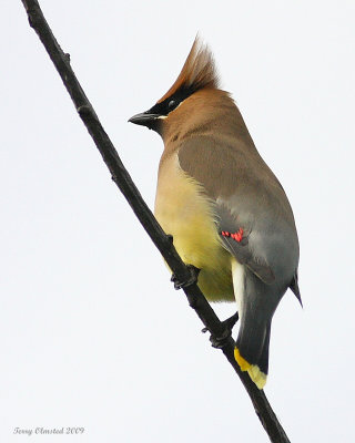6-8-09 cedar waxwing Smith Is_6184.jpeg