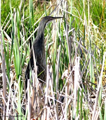 4-21-09 american bittern Nisqually_4896.JPG