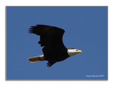 4-21-09 bald eagle flt Nisqually_4763c2fr.jpeg