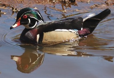 4-21-09 m wood duck Nisqually_4810.JPG