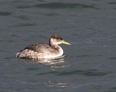 2-7-08 red-necked grebe_6958.JPG