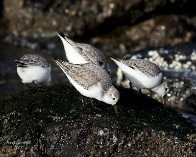 2-7-08 sanderlings_6952.jpg
