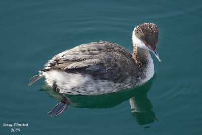 horned grebe_7654 ffadj 2.jpg