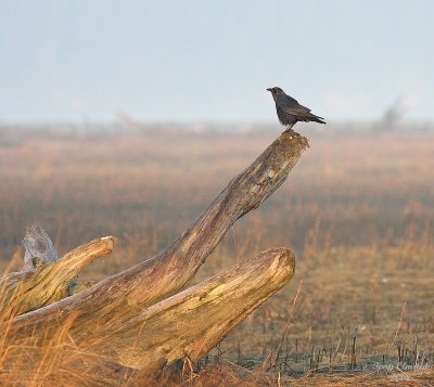 2-17-08 crow on driftwood_7489.jpg
