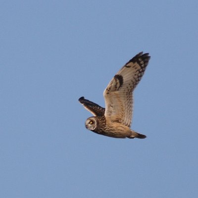 2-17-08 short-eared owl_7600.JPG