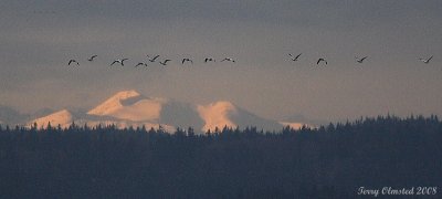 2-25-08 snowgeese and Olympics_7907.JPG