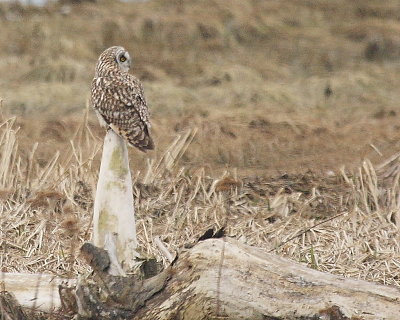 2-28-08 short-eared owl_3175.JPG
