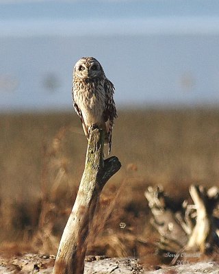 3-5-08 short-eared owl_8389.JPG