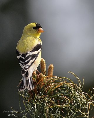 5-4-08 goldfinch_0158.jpg