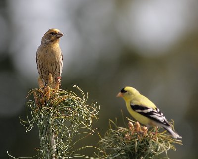 5-4-08 m and f goldfinches_0181.JPG
