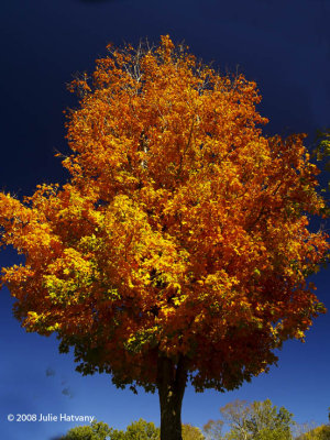 Fall Tree