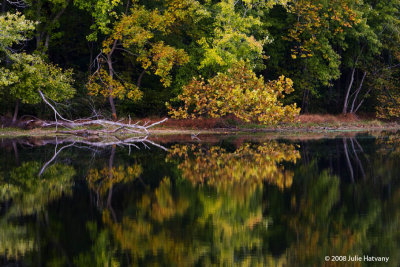 Radnor Lake Reflection