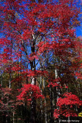 Red Tree