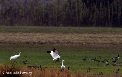 Whooping Crane2