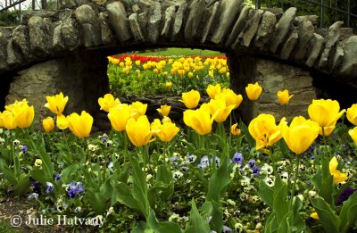 Tulips at Centennial Park