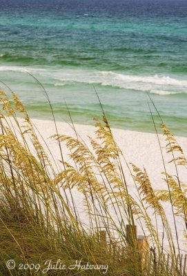 Sea Oats At Seaside