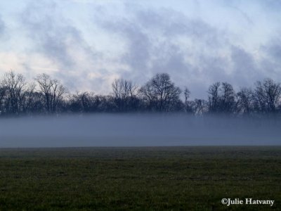 Fog in Field