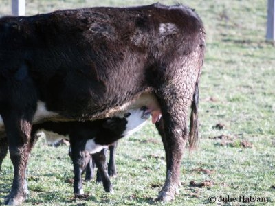 Mother and Calf
