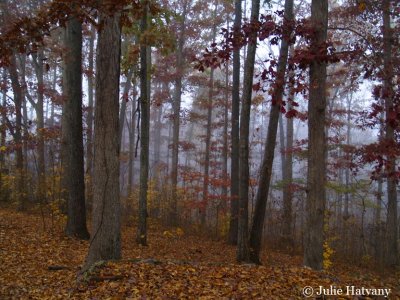 Fog and Woods