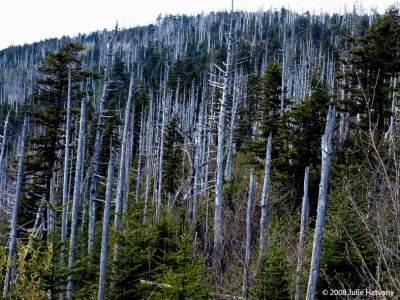 Clingmans Dome 2