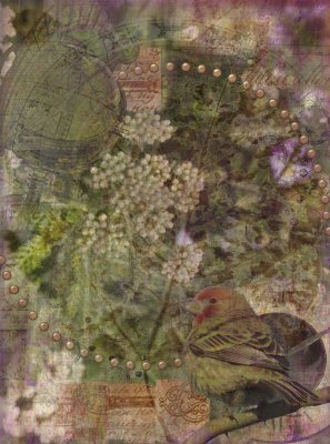 Hydrangea