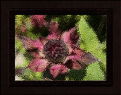 Star Flower