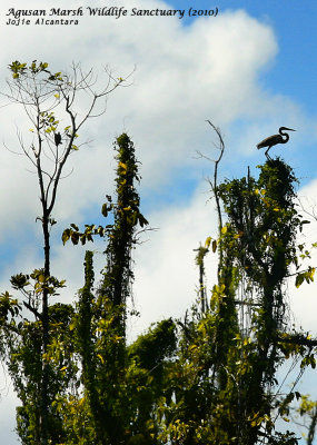 Wildlife in Agusan Marsh