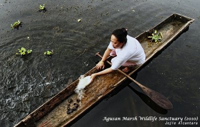 Agusan Marsh