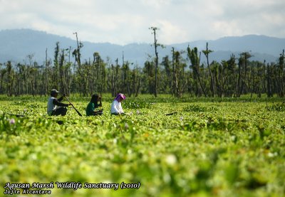 Lake Kaningbaylan, Agusan Marsh