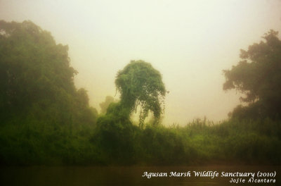 Godzilla in Agusan Marsh