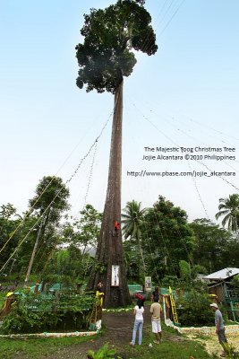MAJESTIC TOOG: PHILIPPINES TALLEST LIVING CHRISTMAS TREE