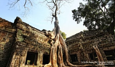 Ta Phrom, Angkor