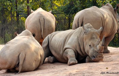 White Rhinoceros