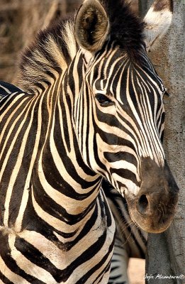 Zebra