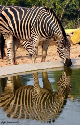 Reflecting stripes