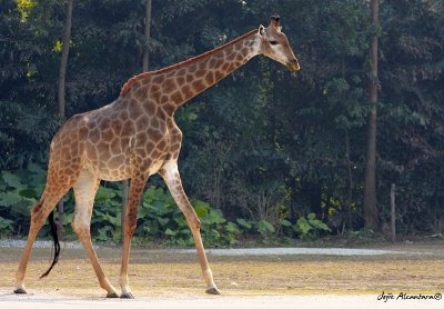 Giraffe