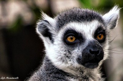 Lemur