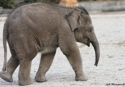 Baby Elephant