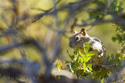 Ground Squirrel 2