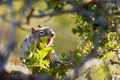 Ground Squrrel 1