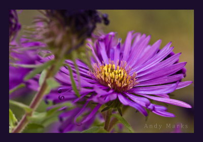 Aster