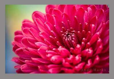 Chrysanthamum