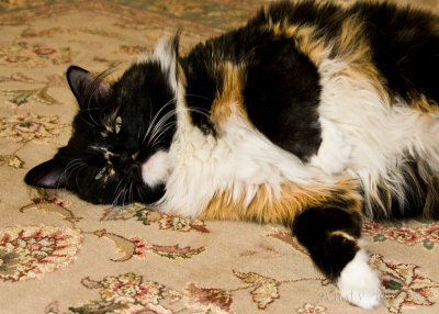 Beats Catnip