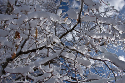 Snow in Lindon
