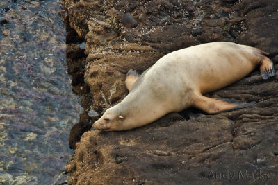 Sea Lion outside cave w young
