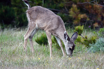 Young Black Tail deer in Pt. Lobos