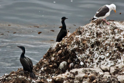 Pelagic Cormorants w Gull