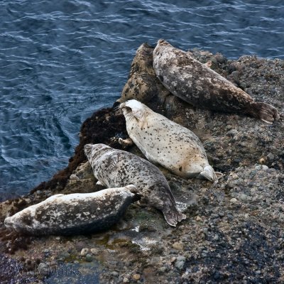 Harbor Seals outside cave w young