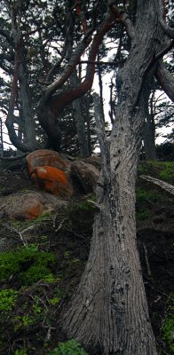 Orange Lichen (i'm told)