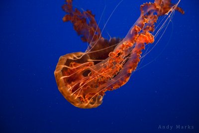 Black Sea Nettle Jelly